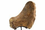 Plesiosaur Ischium Bone on Ammonite Stand - Asfla, Morocco #253133-3